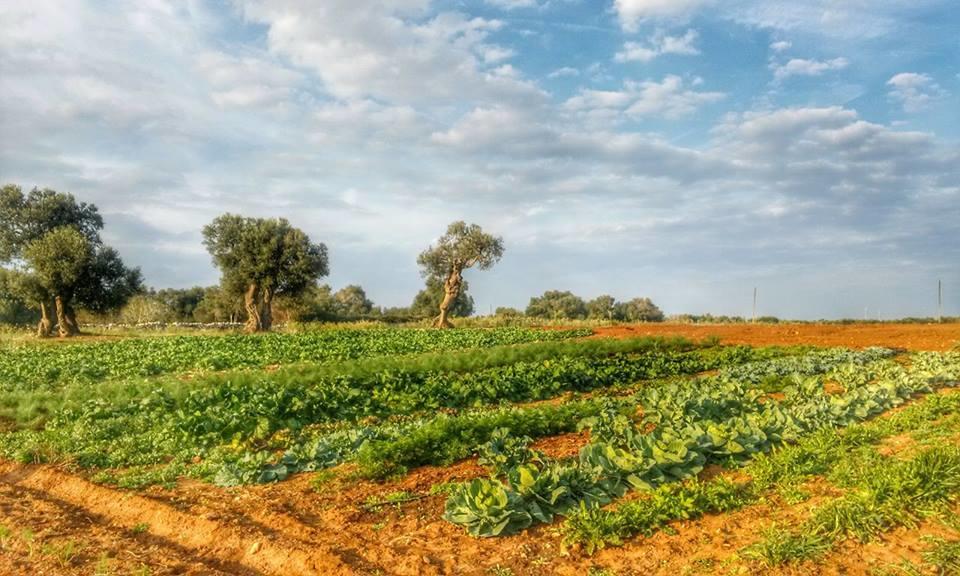 Masseria La Lizza - Ospitalita Rurale レッチェ エクステリア 写真